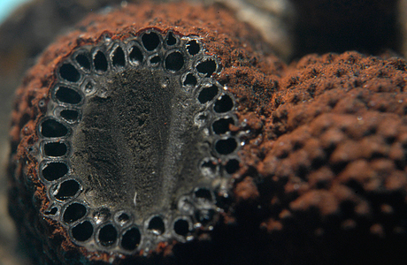 Rötliche Kohlenbeere (Hypoxylon fragiforme) - © Heinz Prelicz Rötliche Kohlenbeere (Hypoxylon fragiforme) - © Heinz Prelicz